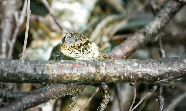 Altay Dağları'nın saklanan ve dikkatli kertenkelesi modelin rolünde.