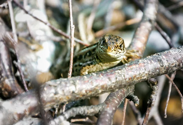 Altay Dağları'nın saklanan ve dikkatli kertenkelesi modelin rolünde.