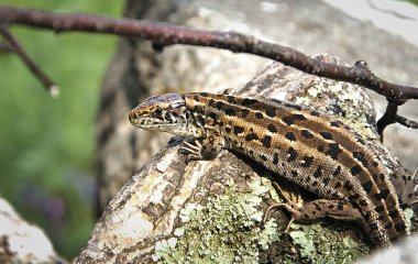 Altay Dağları'nın saklanan ve dikkatli kertenkelesi modelin rolünde.