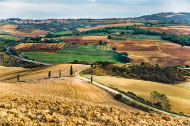 Servi ağaçları, üzüm bağı ve tepeler ile tipik Toskana alanları