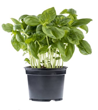 Beyaz bitti izole siyah bir tencerede taze fesleğen