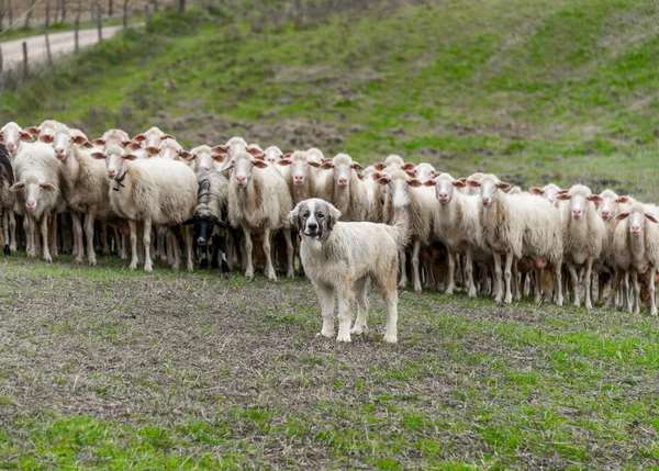 Pastevecký Pes Hlídá Vede Stádo Ovcí — Stock fotografie