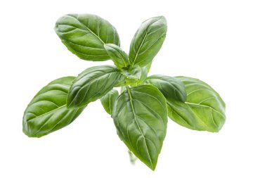 En iyi yaprakların taze fesleğen şube