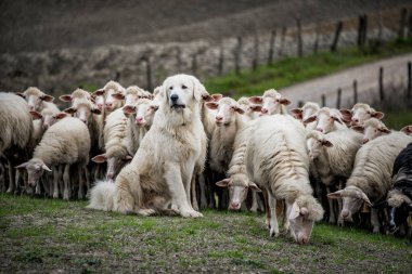 Çoban köpeği koruyan ve koyun sürüsü lider