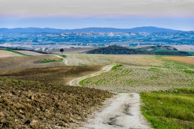 Yalnız ağacın yanında vadi bir Tuscan kırsal bir yolda