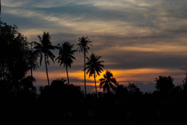 Hindistan cevizi ağaçların arkasında günbatımı güzel ışık.