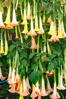 Sarı çiçek veya Pauldopia ghorta (G. Don) Steenis ve bahçesinde arı.