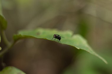 Yeşil sinekler bahçesinde yapraklarda su emme vardır.