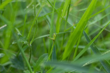 Çekirge yeşil çimlerin üzerinde