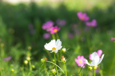 Evren bipinnatus Chiyaphum Tayland, bahçede.