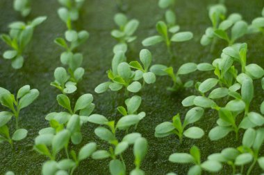 Bir sünger salata sebze büyüyen fidan.