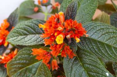 Orange Flower or Chrysothemis pulchella (Donn ex Sims) Decne in garden. clipart