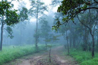 Sai tanga Milli Parkı Tayland at Dağı'nda geçit sis.