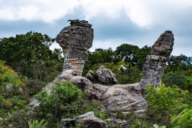 Taş tavuk, Pa Hin Ngam Milli Parkı, Chaiyaphum Tayland. Görünmeyen Tayland.