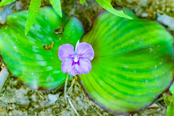 Purpurowy Kwiat Ziemi — Zdjęcie stockowe