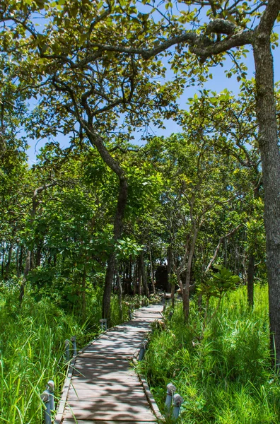 Dağ, Pa Hin Ngam Milli Parkı, Tayland Chaiyaphum ahşap yürüyüş yolda.