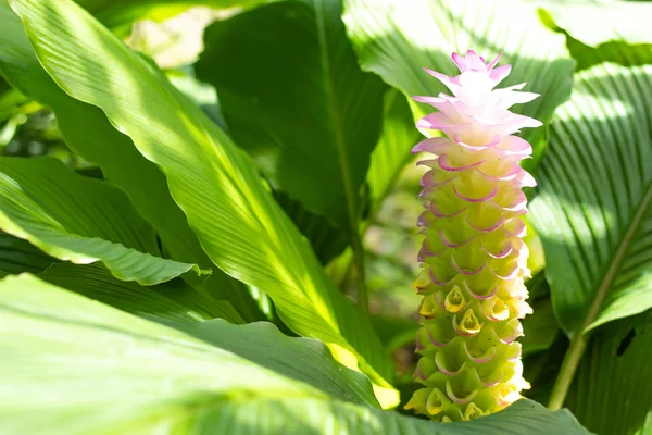 마운틴 공원에서 태국에서에 되더라도 Alismatifolia — 스톡 사진