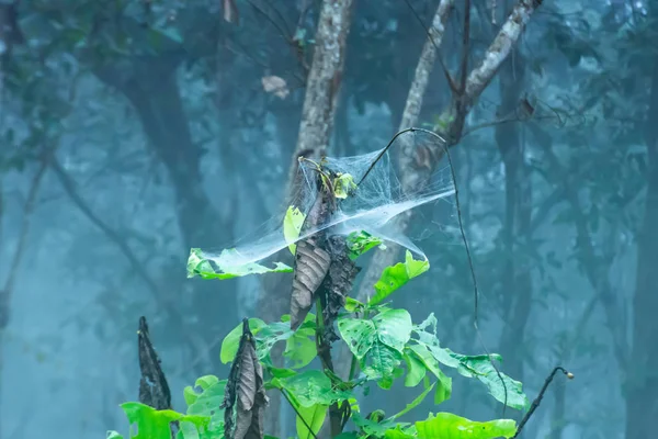 Pókhálók Fák Sai Thong Nemzeti Park Thaiföld — Stock Fotó