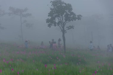 Turistler sis ve Curcuma alismatifolia üzerinde Moutain üzerinde Sai Thong National Park Tayland.