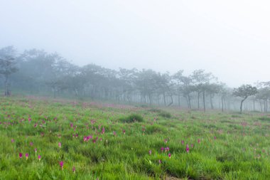 Curcuma alismatifolia Sai tanga Milli Parkı Tayland at dağ üzerinde.