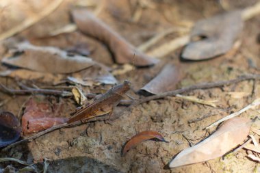Yerdeki kahverengi çekirge