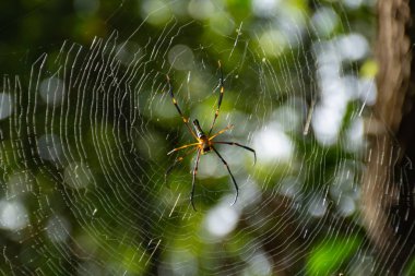 Örümcek örümcek ağı gareden.