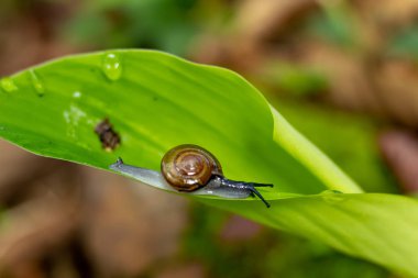 Kabukları üzerindeki yeşil yaprak