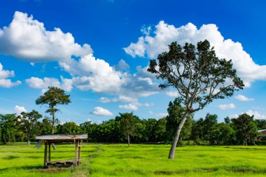 Güzel yeşil pirinç çeltik tarlaları ve ağaçlar. Parlak gökyüzü