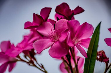 Nerium oleander L. çiçek bahçesinde pembe.