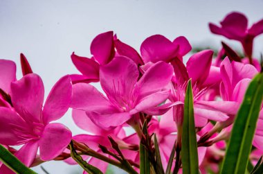 Nerium oleander L. çiçek bahçesinde pembe.