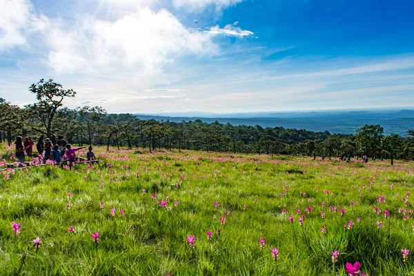Curcuma alismatifolia Sai tanga Milli Parkı Tayland at dağ üzerinde.