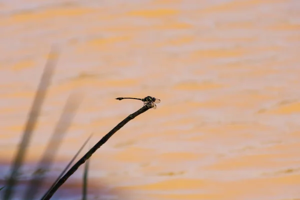 Libellule jaune sur l'herbe . — Photo