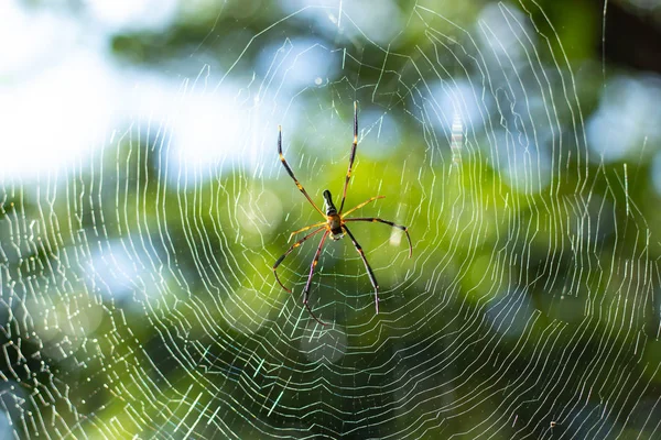 Pók Pókháló Fajgazdagságát — Stock Fotó