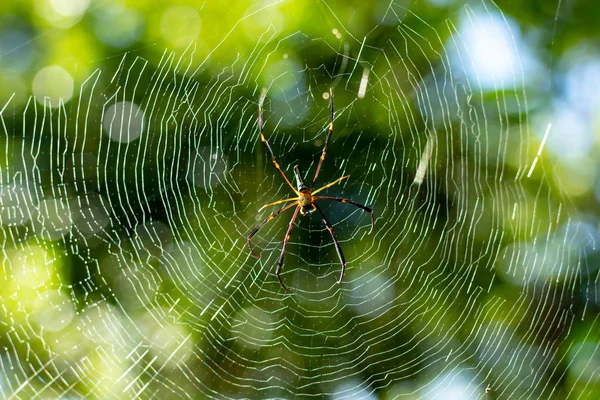 Örümcek örümcek ağı gareden.