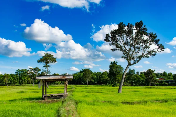 Güzel yeşil pirinç çeltik tarlaları ve ağaçlar. Parlak gökyüzü