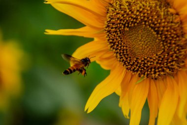 Ayçiçeği veya Helianthus annuus arıya.