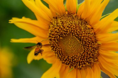 Ayçiçeği veya Helianthus annuus arıya.