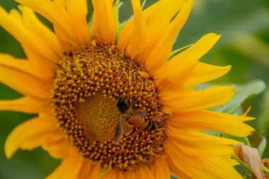 Ayçiçeği veya Helianthus annuus arıya.