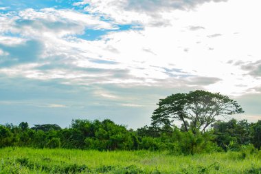 Gomphrena globosa ve Angelonia goyazensis Benth üzerinde pirinç alan.