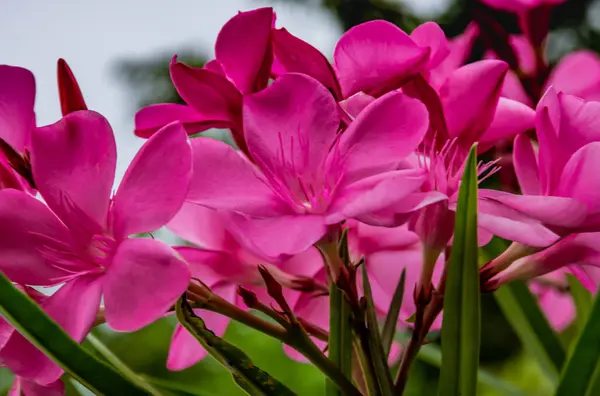 Nerium Oleander Çiçek Bahçesinde Pembe — Stok fotoğraf