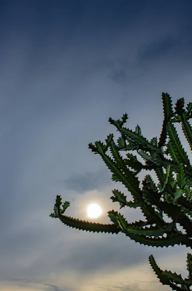The morning sun was cloud cover behind a Cactus.