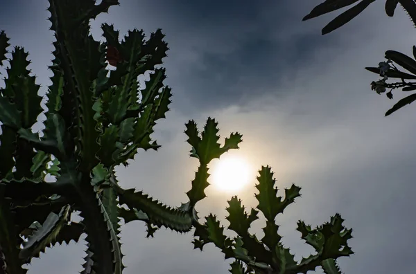 Sol Manhã Estava Coberto Nuvens Atrás Cacto — Fotografia de Stock