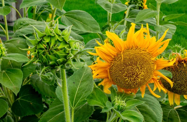 Sunflowers Helianthus Annuus — Stock Photo, Image