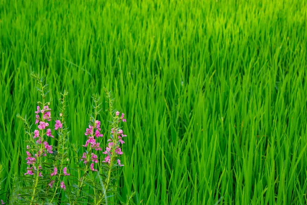 Angelonia Goyazensis Benth Campo Arroz — Foto de Stock