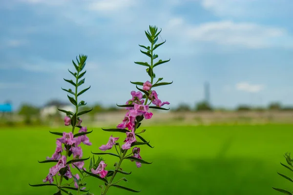 田んぼの一 Angelonia Goyazensis — ストック写真