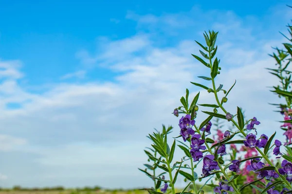 田んぼの一 Angelonia Goyazensis — ストック写真