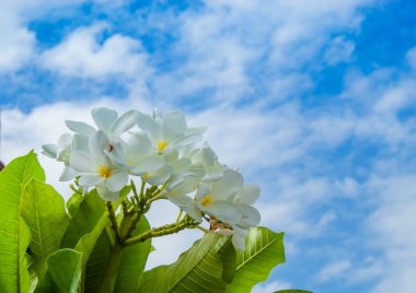 Beyaz çiçekler veya Plumeria obtusa gökyüzü üzerinde.