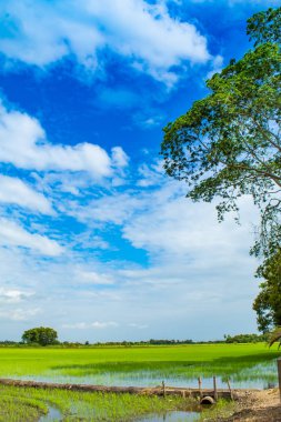 Yeşil pirinç alanları ve gökyüzü