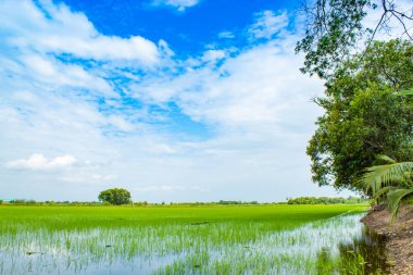 Yeşil pirinç alanları ve gökyüzü