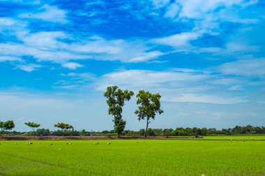 Yeşil pirinç alanları ve gökyüzü